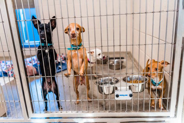 What are the largest animal rescues in the world?