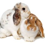 Can rescued rabbits be introduced to other pets in the household, and how should this be done to ensure their safety?