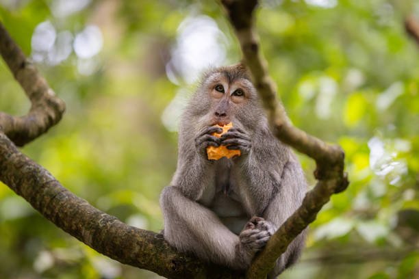 Why do monkeys need rehabilitation after rescue?